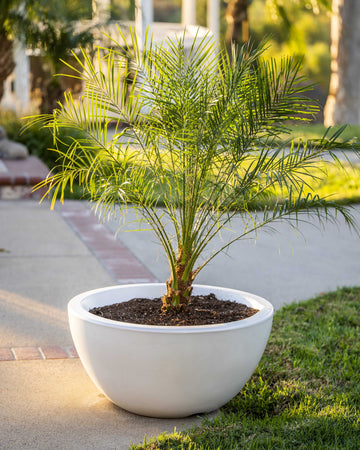Luna GFRC Planter Bowl